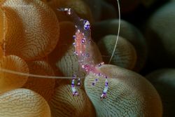 Dumaguette House Reef by Andy Wong 
